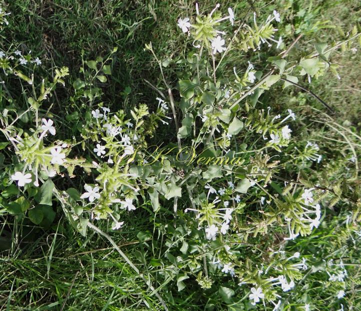  Plant